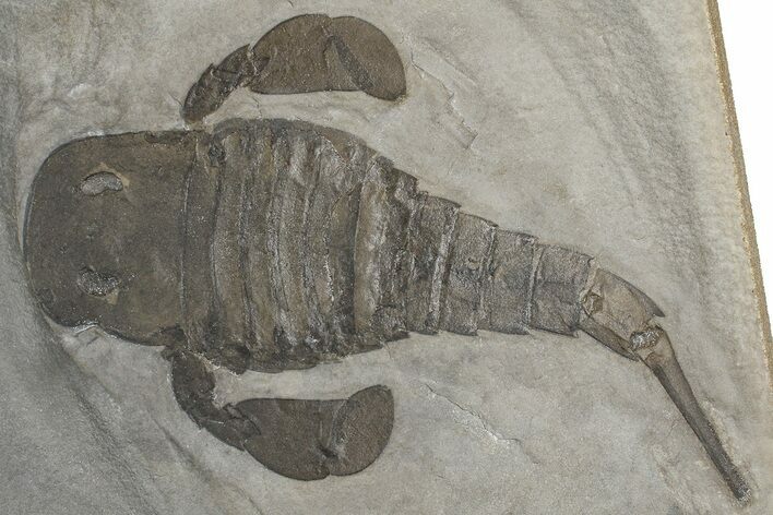 Eurypterus (Sea Scorpion) Fossil - New York #369233